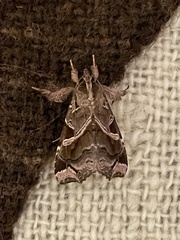 Callopistria floridensis