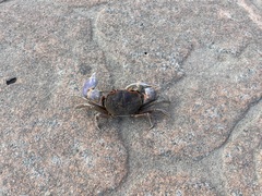 Chasmagnathus convexus
