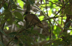 Philemon buceroides yorki