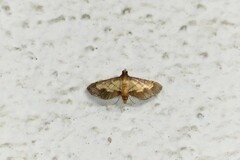 Cnaphalocrocis trebiusalis