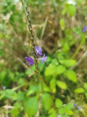 Stachytarpheta cayennensis
