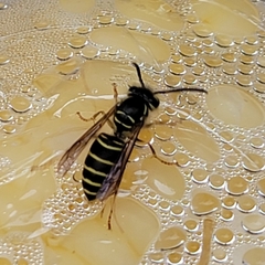 Vespula flaviceps