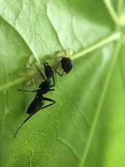 Camponotus