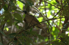 Philemon buceroides yorki