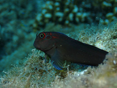 Ophioblennius steindachneri