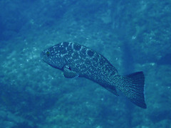 Mycteroperca rosacea