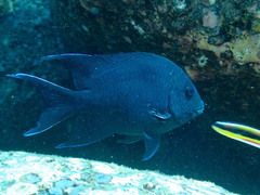 Microspathodon dorsalis