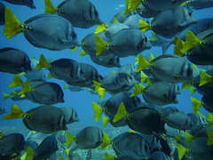 Prionurus laticlavius