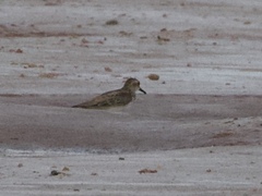 Calidris pusilla