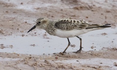 Calidris fuscicollis