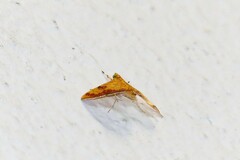 Isocentris filalis