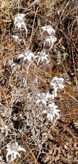 Leontopodium jacotianum