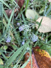 Myosotis arvensis