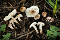 Lepiota felina