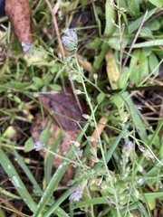 Myosotis arvensis