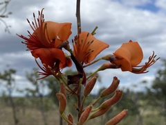 Erythrina vespertilio