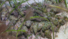 Cerithium litteratum