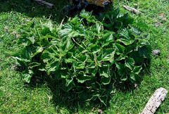 Urtica australis