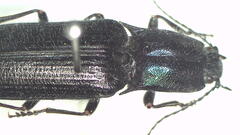 Crepidomenus fulgidus