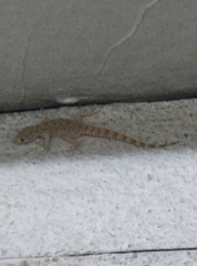 Cyrtopodion scabrum