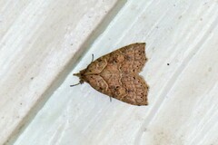 Olulis puncticinctalis