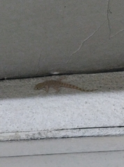 Cyrtopodion scabrum