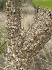 Erythrina vespertilio