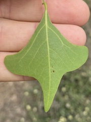 Erythrina vespertilio