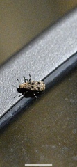 Euparius marmoreus