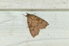 Olulis puncticinctalis