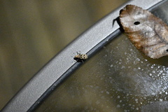 Euparius marmoreus