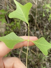 Erythrina vespertilio