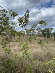 Erythrina vespertilio