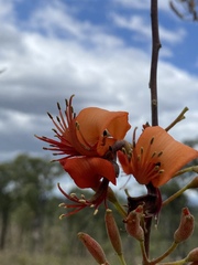Erythrina vespertilio