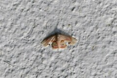 Holocryptis erubescens