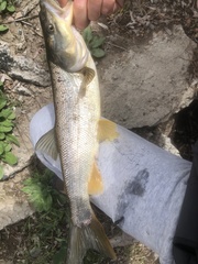 Ptychocheilus oregonensis