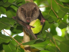 Artibeus jamaicensis