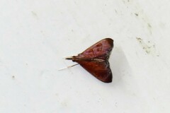 Hemiscopis sanguinea
