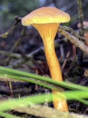 Hygrophoropsis