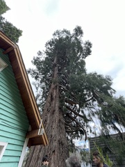 Cupressaceae