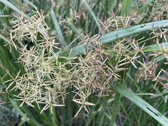 Cyperus malaccensis
