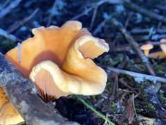 Hygrophoropsis
