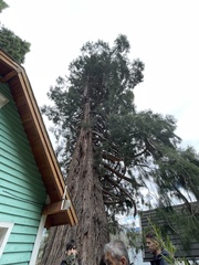 Cupressaceae