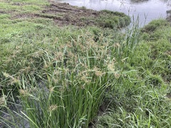 Cyperus malaccensis