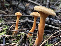 Hygrophoropsis
