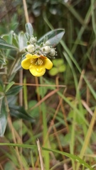 Columellia oblonga