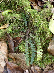Blechnum membranaceum