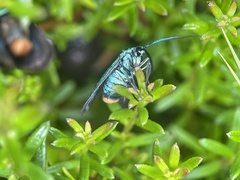 Pollanisus viridipulverulenta