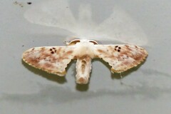 Penicillifera tamsi