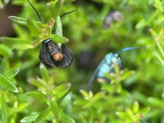 Pollanisus viridipulverulenta
